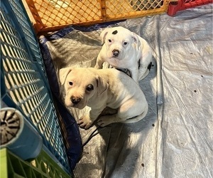 American Bulldog-American Bully Mix Puppy for Sale in WOODBURY, New Jersey USA