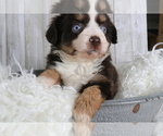 Puppy 1 Miniature Australian Shepherd