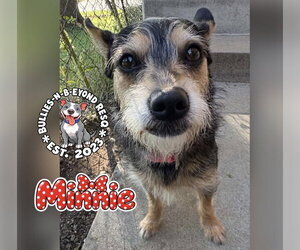 Minnie - Female Dachshund-Unknown Mix Dog for Adoption - Photo #3