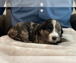Small Photo #3 Bernedoodle (Miniature) Puppy For Sale in ALBION, NJ, USA