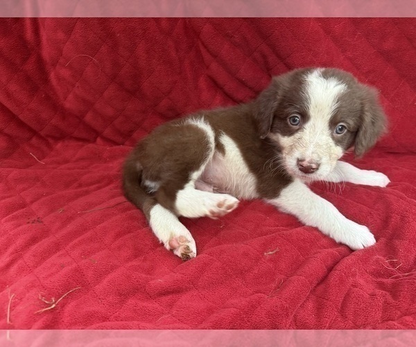 Medium Photo #2 Borador Puppy For Sale in MARION, VA, USA