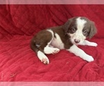 Small #1 Borador