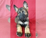 Small Photo #6 German Shepherd Dog Puppy For Sale in HOLDEN, MO, USA