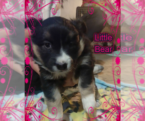 Pembroke Welsh Corgi Puppy for sale in GALLEGOS, NM, USA