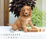 Small #2 Cavapoo (Miniature)