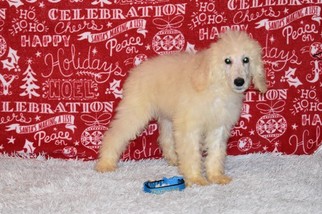 Poodle (Standard) Puppy for sale in CANYON LAKE, TX, USA