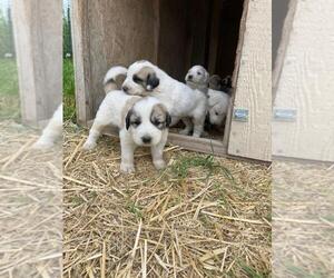 Anatolian Shepherd-Great Pyrenees Mix Puppy for sale in CHEWELAH, WA, USA