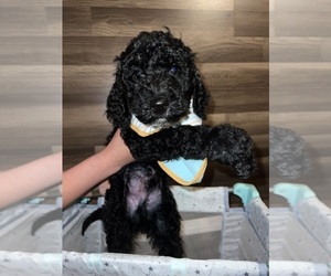 Bernedoodle Puppy for sale in ALBUQUERQUE, NM, USA
