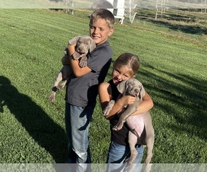 Weimaraner Puppy for Sale in WILLOWS, California USA