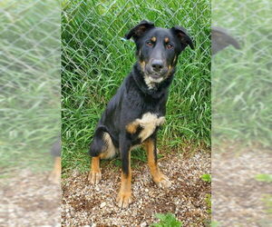 Mutt Dogs for adoption in Lake City, MI, USA