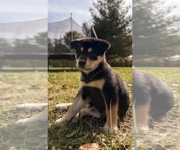 Medium Photo #3 Shiba Inu Puppy For Sale in NEW ATHENS, IL, USA