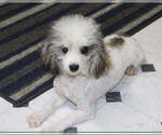 Small Photo #1 Poodle (Toy) Puppy For Sale in CHANUTE, KS, USA