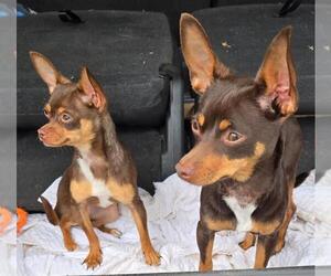 Chihuahua Dogs for adoption in San Antonio, TX, USA