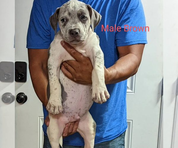 Medium Photo #3 American Bully Puppy For Sale in MILILANI, HI, USA