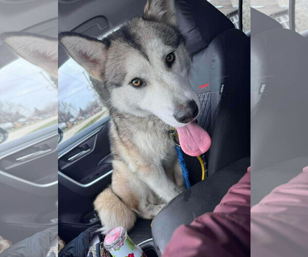 Medium Photo #1 Siberian Husky-Unknown Mix Puppy For Sale in Germantown, OH, USA