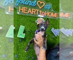 American Pit Bull Terrier-Chihuahua Mix Dogs for adoption in Temple, TX, USA