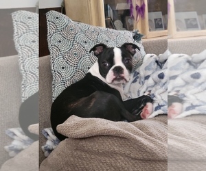 Mother of the Boston Terrier puppies born on 06/11/2025