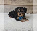 Small #3 Yorkshire Terrier