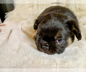 French Bulldog Puppy for sale in FOREST, VA, USA
