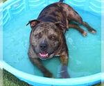 Small #18 American Bulldog Mix