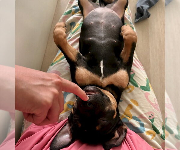 Medium Photo #5 Rottweiler-Unknown Mix Puppy For Sale in San Juan Capistrano, CA, USA