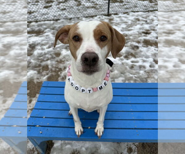 Medium Photo #1 Mutt Puppy For Sale in Evansville, IN, USA