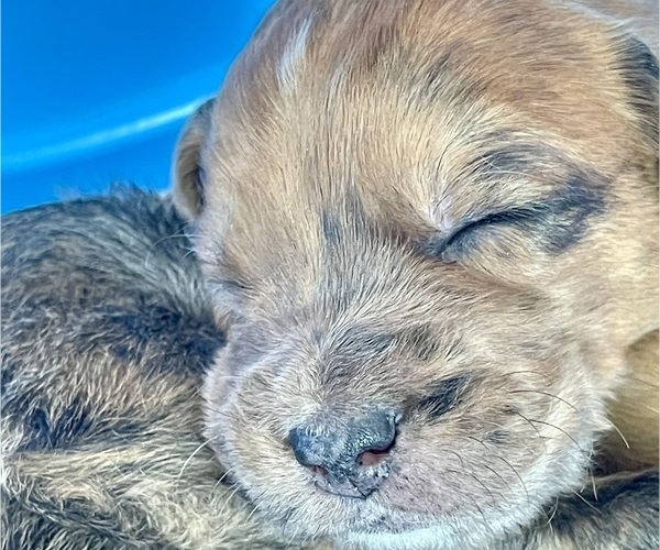 Medium Photo #2 Boxer-Poodle (Standard) Mix Puppy For Sale in WEST POINT, VA, USA