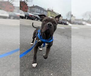 Mutt Dogs for adoption in Boston, MA, USA