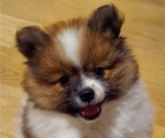 Small Photo #2 Pomeranian Puppy For Sale in SANTEE, CA, USA