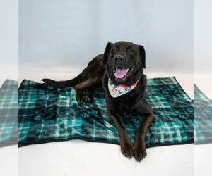 Abbey - Female Labrador Retriever-Unknown Mix Dog for Adoption - Photo #2