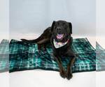 Small Photo #2 Labrador Retriever-Unknown Mix Puppy For Sale in Kennesaw, GA, USA