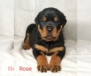 Rottweiler Litter for sale in TABLE GROVE, IL, USA
