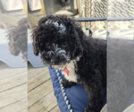 Small #4 Bernese Mountain Dog-Poodle (Miniature) Mix