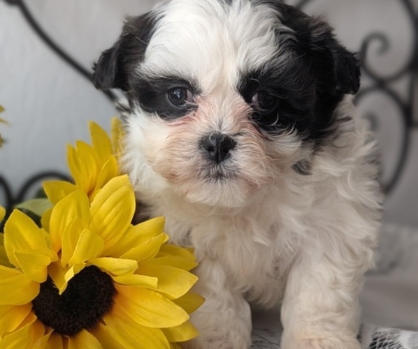 Medium Photo #17 Zuchon Puppy For Sale in GOSHEN, IN, USA