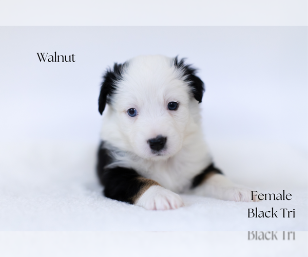 Medium Photo #3 Miniature Australian Shepherd Puppy For Sale in WOOSTER, OH, USA