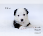 Small #2 Miniature Australian Shepherd