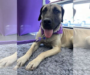 Mutt Dogs for adoption in Goodyear, AZ, USA