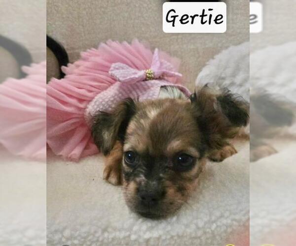 Medium Photo #2 French Bull Weiner Puppy For Sale in Los Angeles, CA, USA