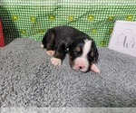 Small Photo #25 Bernese Mountain Dog Puppy For Sale in BLACK FOREST, CO, USA