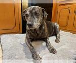 Small #15 Catahoula Leopard Dog Mix