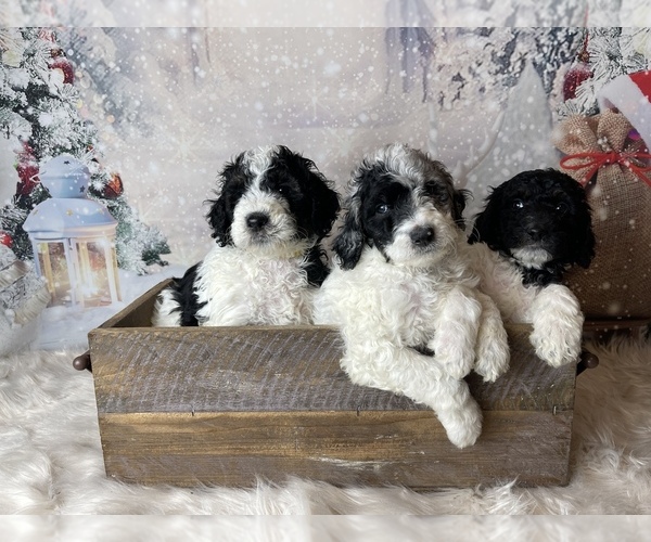 Medium Photo #9 Poodle (Standard) Puppy For Sale in CONCORD, NC, USA