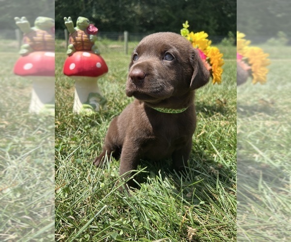 Medium Photo #9 Labrador Retriever Puppy For Sale in NEOLA, WV, USA