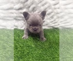 Puppy Jingles French Bulldog