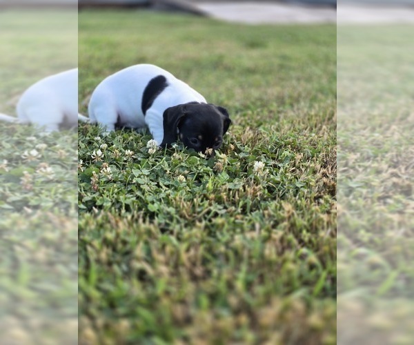 Medium Photo #2 Dachshund Puppy For Sale in CHOCTAW, OK, USA