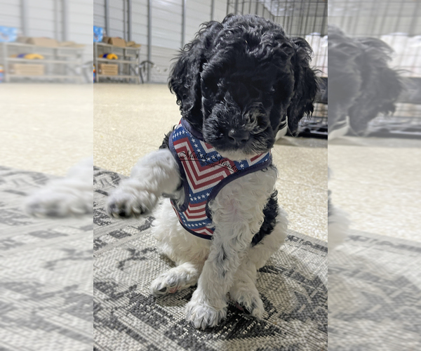 Medium Photo #3 Poodle (Standard) Puppy For Sale in SUFFOLK, VA, USA