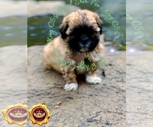 Shih Tzu Puppy for sale in ATHENS, GA, USA