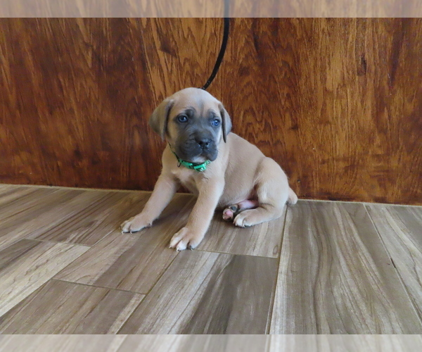 Medium Photo #5 Cane Corso Puppy For Sale in APPLE VALLEY, CA, USA