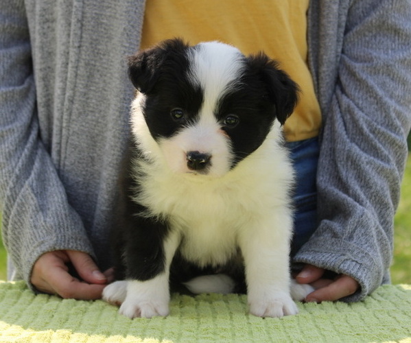 Medium Photo #6 Border Collie Puppy For Sale in BRYANTOWN, MD, USA
