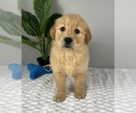 Small Golden Retriever