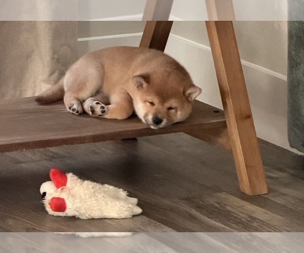 Medium Photo #11 Shiba Inu Puppy For Sale in COHUTTA, GA, USA